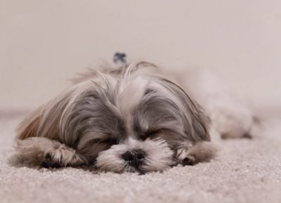 Sleeping dog on a fluffy white carpet